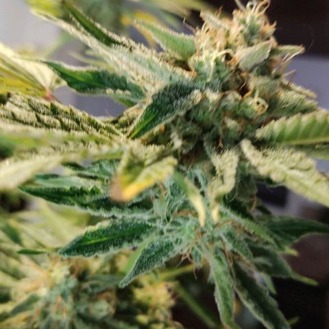 Gorilla Glue #4 growlog timeline photo