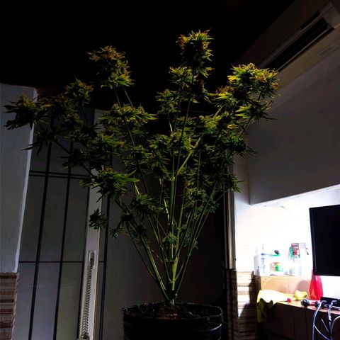 Gorilla Glue #4 growlog photo: Chau gorilla 🥲