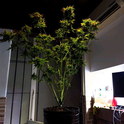 Gorilla Glue #4 growlog photo: Chau gorilla 🥲