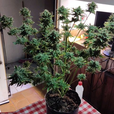 Gorilla Glue #4 growlog photo: Chau gorilla 🥲