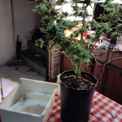 Gorilla Glue #4 growlog photo: Chau gorilla 🥲