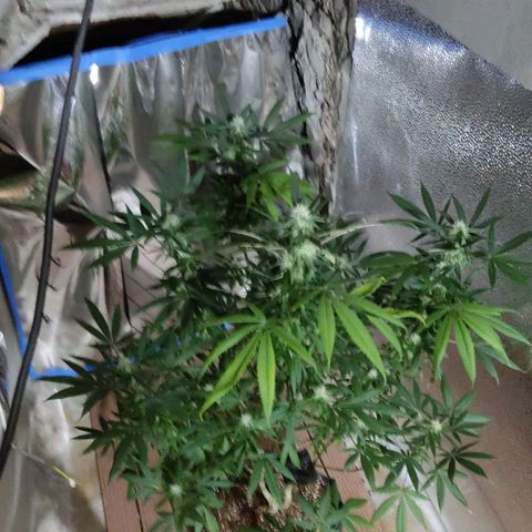 KC33 growlog timeline photo