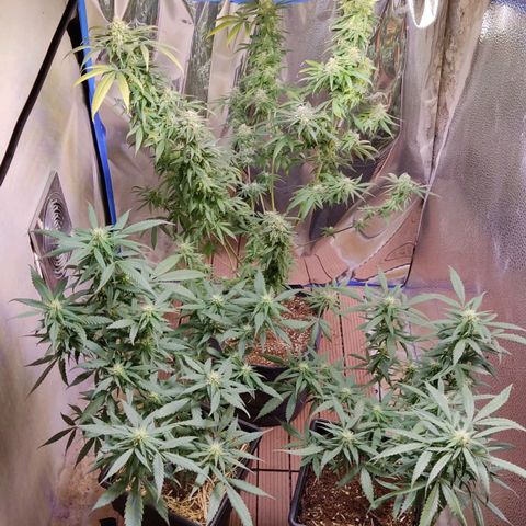 KC33 growlog timeline photo