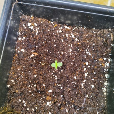 F1 SK #1 growlog timeline photo