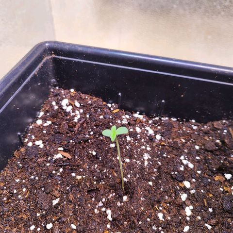 F1 SK #1 growlog timeline photo
