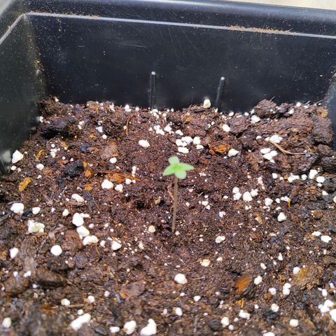 F1 SK #1 growlog timeline photo
