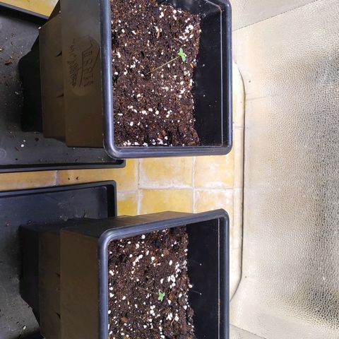 F1 SK #1 growlog timeline photo
