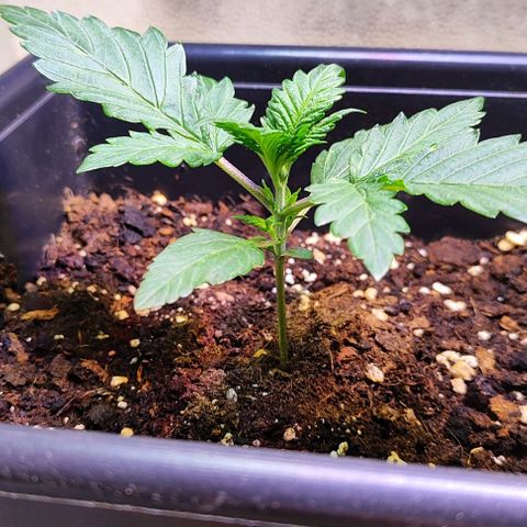F1 SK #1 growlog timeline photo
