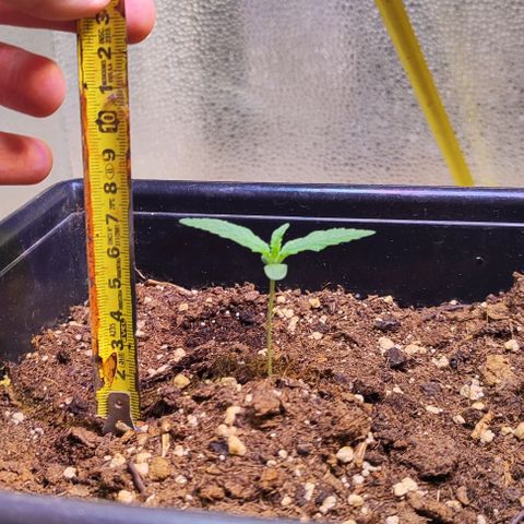 F1 SK #1 growlog timeline photo