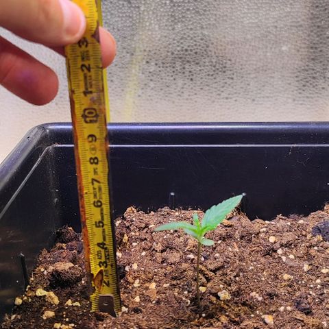 F1 SK #1 growlog timeline photo