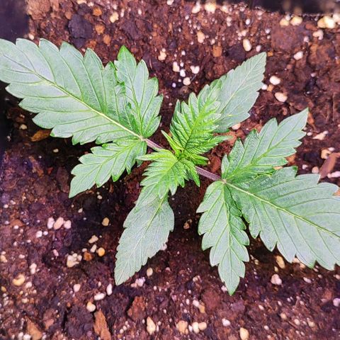 F1 SK #1 growlog timeline photo