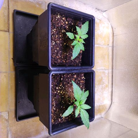 F1 SK #1 growlog timeline photo