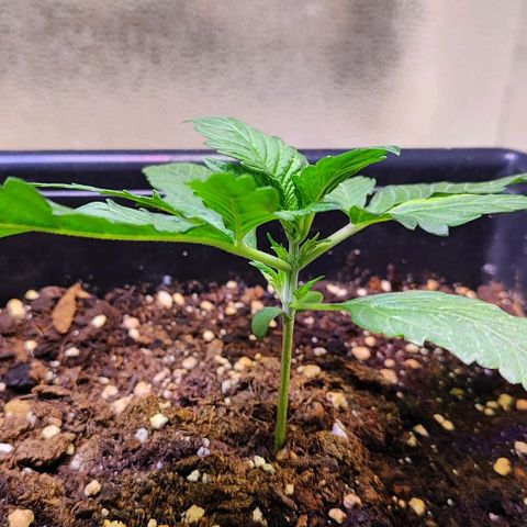 F1 SK #1 growlog timeline photo