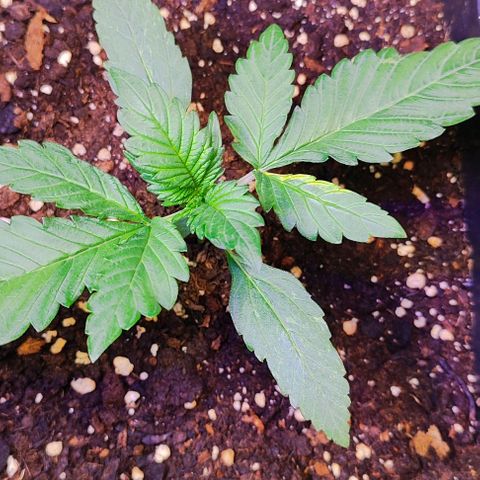 F1 SK #1 growlog timeline photo