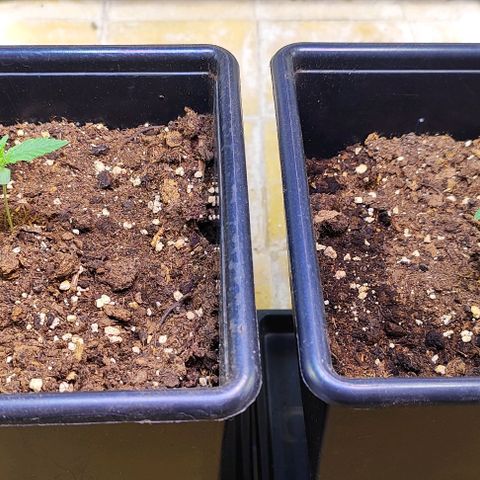 F1 SK #1 growlog timeline photo