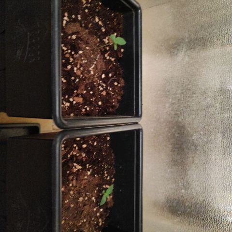 F1 SK #1 growlog timeline photo