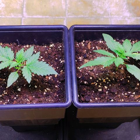 F1 SK #1 growlog timeline photo
