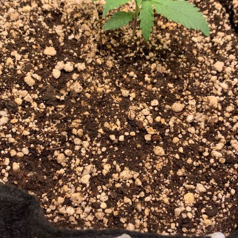 London Cheese growlog timeline photo