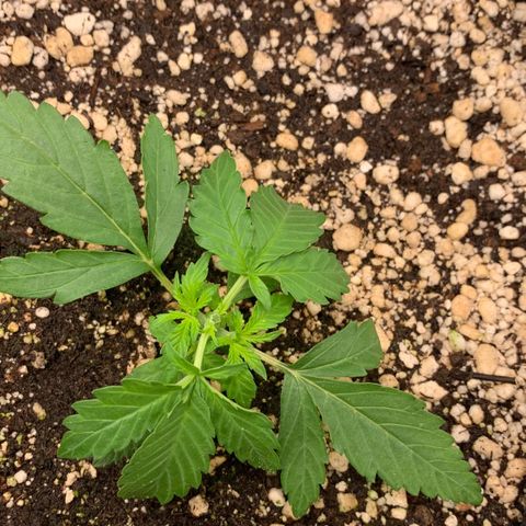 Green Poison growlog timeline photo
