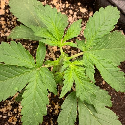 London Cheese growlog timeline photo