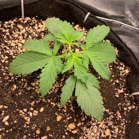 London Cheese growlog timeline photo