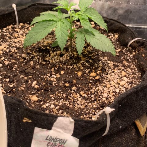 London Cheese growlog timeline photo