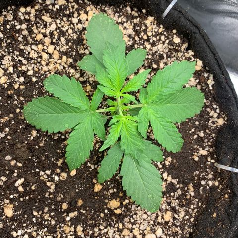 London Cheese growlog timeline photo