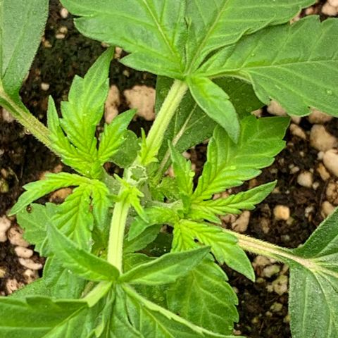 Green Poison growlog timeline photo