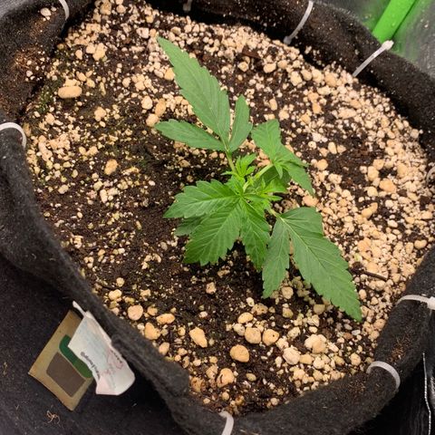 Green Poison growlog timeline photo