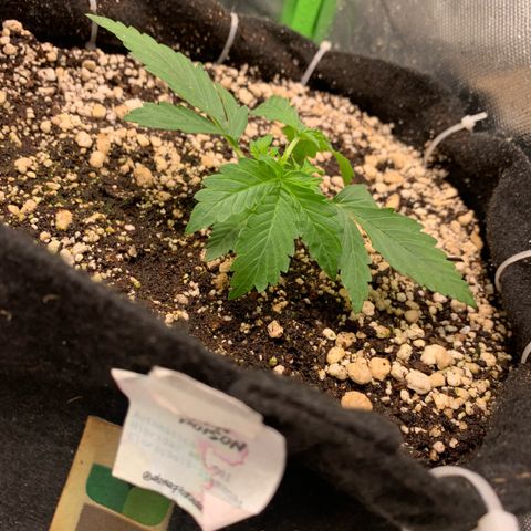 Green Poison growlog timeline photo