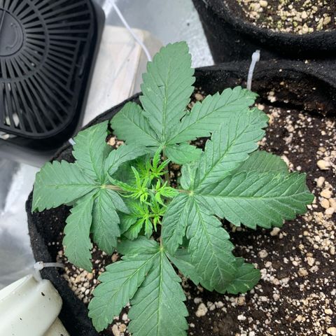 London Cheese growlog timeline photo