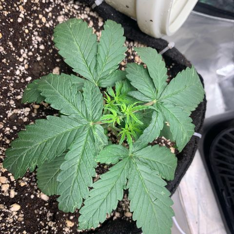 London Cheese growlog timeline photo