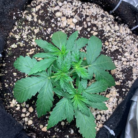 Green Poison growlog timeline photo