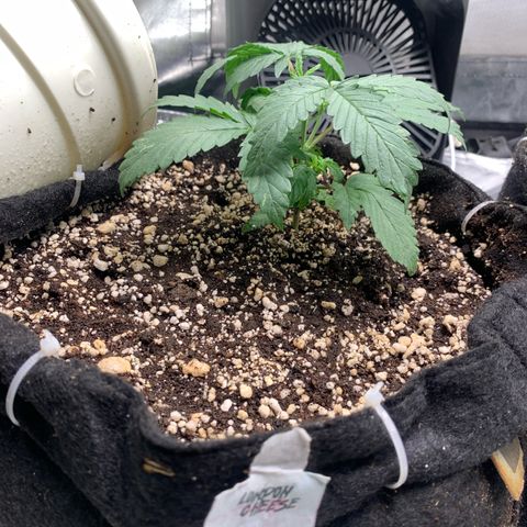 London Cheese growlog timeline photo