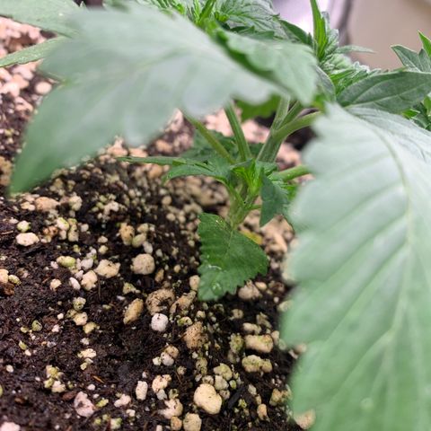 Green Poison growlog timeline photo