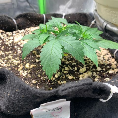 Green Poison growlog timeline photo