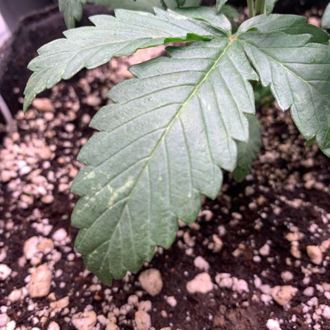 London Cheese growlog timeline photo