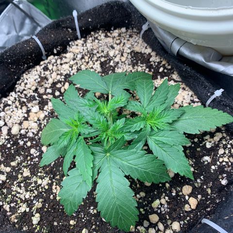 Green Poison growlog timeline photo