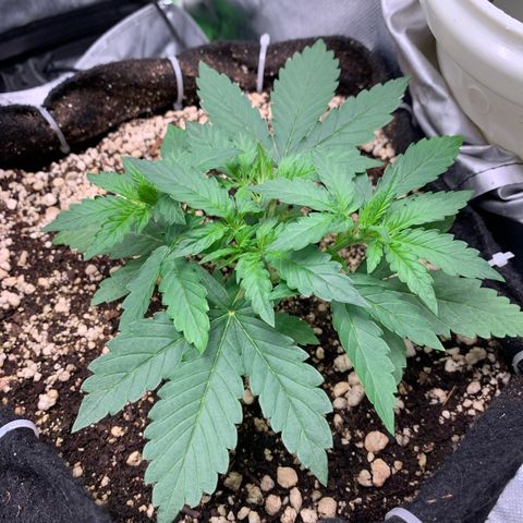 Green Poison growlog timeline photo