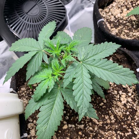 London Cheese growlog timeline photo