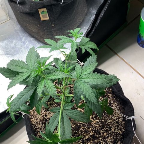 London Cheese growlog timeline photo