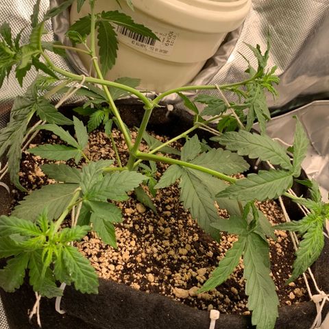London Cheese growlog timeline photo