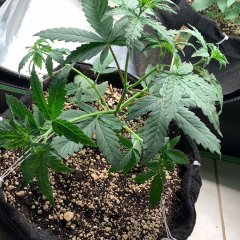 London Cheese growlog timeline photo