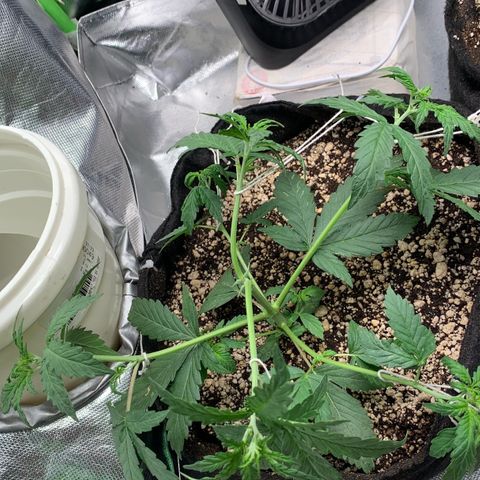 London Cheese growlog timeline photo