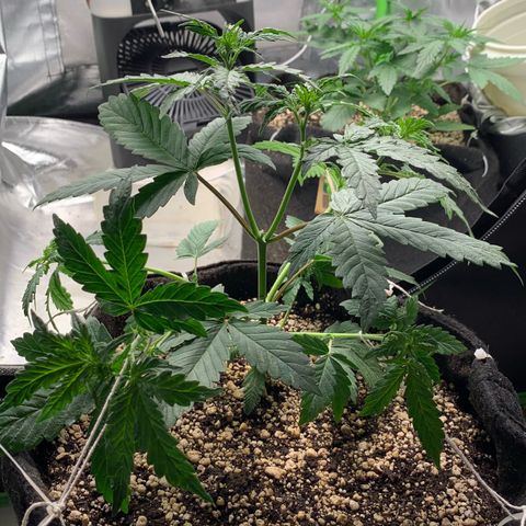 London Cheese growlog timeline photo