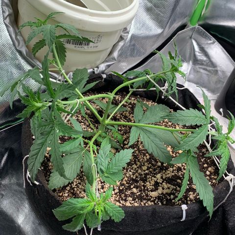 London Cheese growlog timeline photo