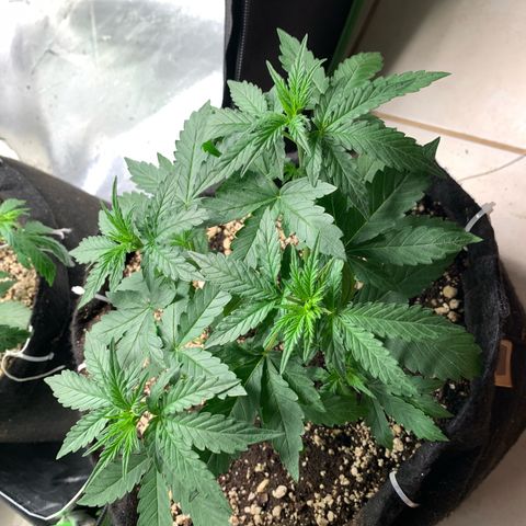 Green Poison growlog timeline photo