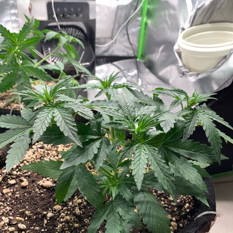 Green Poison growlog timeline photo