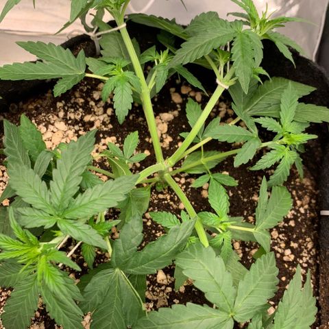 Green Poison growlog timeline photo