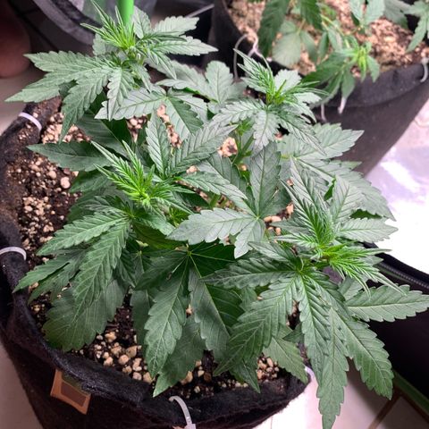 Green Poison growlog timeline photo